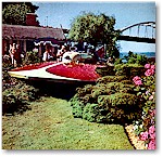 Gale IV in the rose garden, 1954