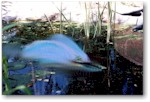 Lake_Monster_6_thumb.jpg (7551 bytes)