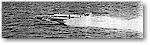 Miss Pepsi, 1951 President's Cup